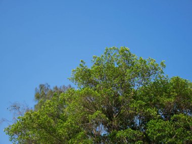 Yeşil ağaç ve doğada mavi gökyüzü