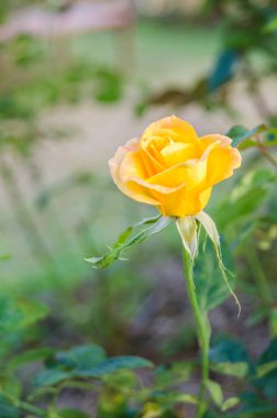 Bahçede açan sarı gül..