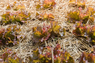 Marul sebze tarım arazileri.
