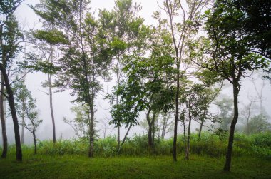 Sabah yumuşak sis ile dağ yeşil ağaç