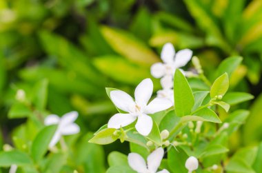 Beyaz çiçek ve Bahçe yeşil bitki