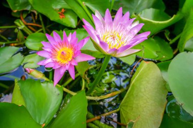 Lotus çiçeği üzerinde yeşil yaprakları çiçek