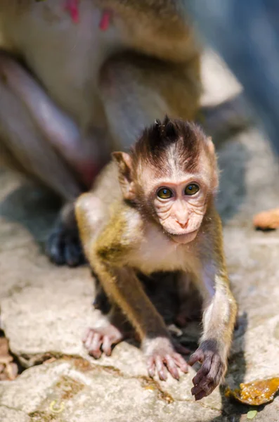 Junge Affen Suchen Noch Nahrung — Stockfoto