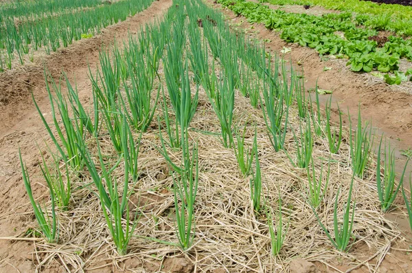 Crecimiento Chalota Verde Tierras Cultivo Allium Ascalonicum — Foto de Stock