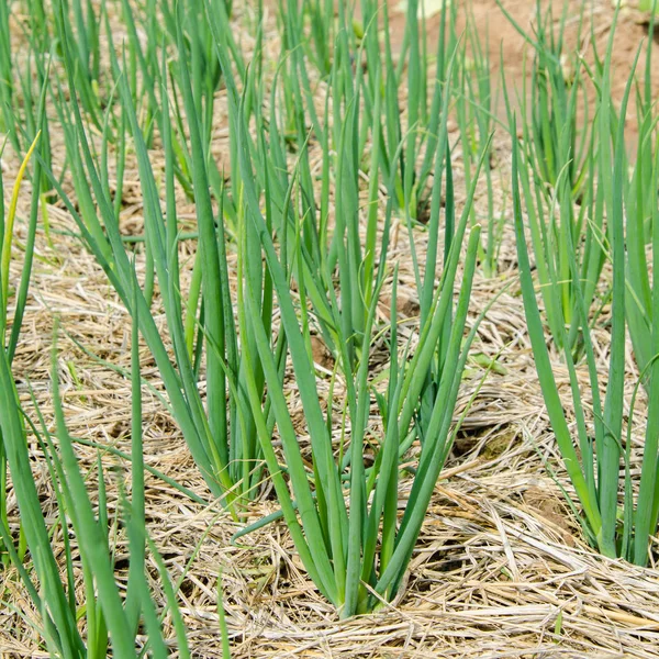 Crecimiento Chalota Verde Tierras Cultivo Allium Ascalonicum — Foto de Stock