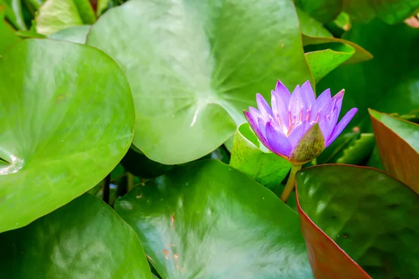 Kwiat Lotosu Kwitnący Zielonych Liści — Zdjęcie stockowe