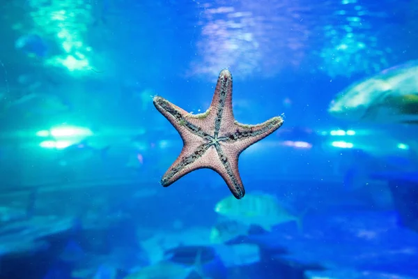 Estrella Mar Vaso Del Acuario Phu Quoc Vietnam —  Fotos de Stock