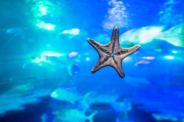 Estrella Mar Vaso Del Acuario Phu Quoc Vietnam —  Fotos de Stock