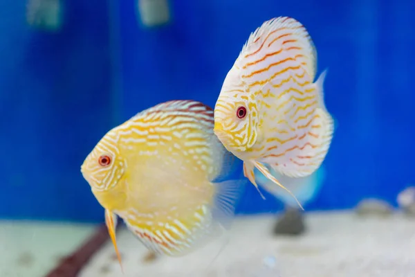 Tanque Peces Acuario —  Fotos de Stock