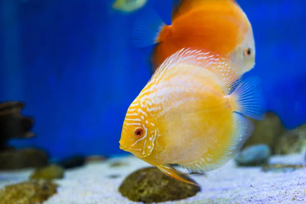 Tanque Peces Acuario —  Fotos de Stock