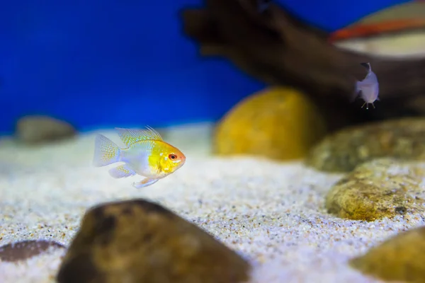 Tanque Peces Acuario —  Fotos de Stock