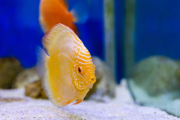 Tank fish in aquarium