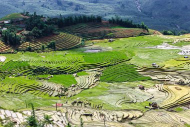 Teras pirinç alanında Yty, Sapa, Vietnam