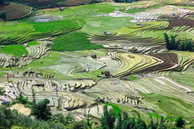 Teras pirinç alanında Yty, Sapa, Vietnam
