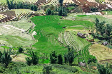 Teras pirinç alanında Yty, Sapa, Vietnam