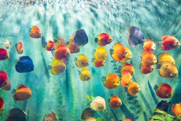 Tank Vissen Aquarium — Stockfoto