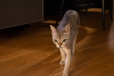 şirin ve güzel singapura kedi