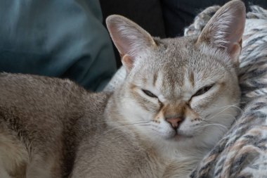 Tatlı rüyalar. singapura kedi uyku