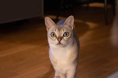 Harika ve küçük singapura kedi
