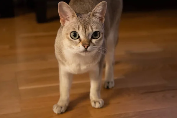 Maravilhoso Gato Singapura Belo Animal Estimação — Fotografia de Stock