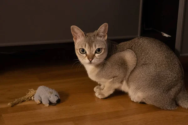 Maravilhoso Gato Singapura Belo Animal Estimação — Fotografia de Stock