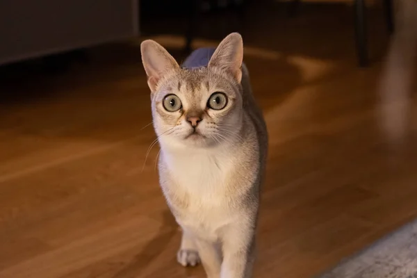 Schöne Und Schöne Singapura Katze — Stockfoto