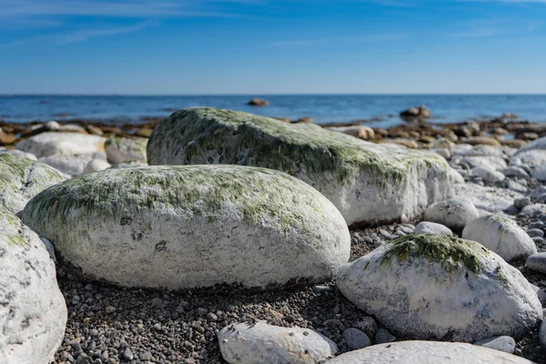 White stones with sea grass. Scandinavian baltic sea coast line. Nature and travel photo for backround