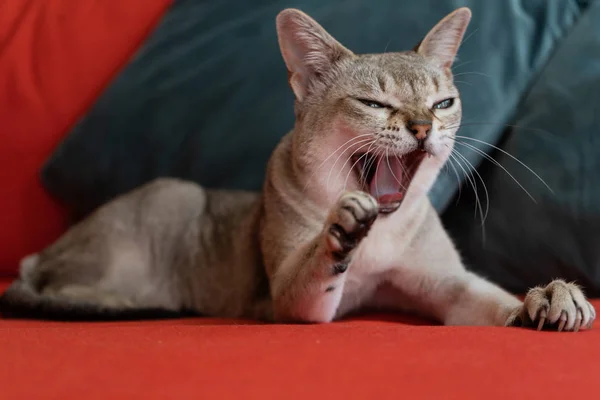 Kırmızı kanepede esneyen bir kedi. Singapura kedi dünyanın en küçük kedi ırkı. Arka plan fotoğrafı.