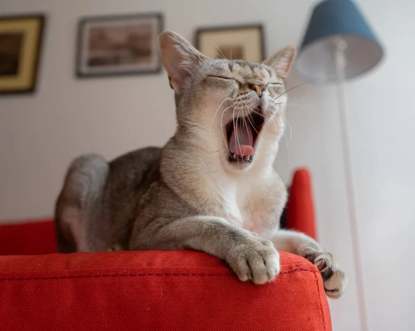 Kırmızı kanepede esneyen bir kedi. Singapura kedi dünyanın en küçük kedi ırkı. Arka plan fotoğrafı.
