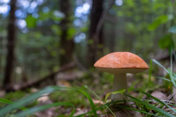 Orman arka plan ile Turuncu kap boletus. Mantar fotoğrafı. Arka plan veya illüstrasyon. 