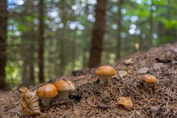 Cogumelos Castanhos Com Fundo Florestal Fotografia Cogumelos Foto Fundo Com — Fotografia de Stock