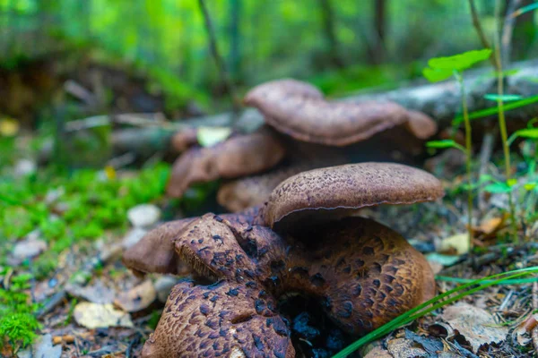 棕色蘑菇与森林背景 蘑菇照片 背景照片 — 图库照片