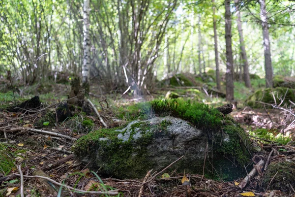 Pedra Com Musgo Floresta Natureza Sueca Fotografia Fundo — Fotografia de Stock