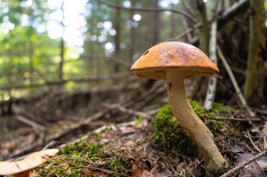Orman arka plan ile Turuncu kap boletus. Mantar fotoğrafı. 