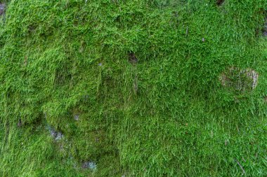 Yeşil yosun. Yosun dokusu. Metin için alan içeren arka plan, doku