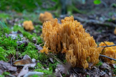 Orman geçmişi olan mercan mantarı. Mantar fotoğrafı. Arka plan veya illüstrasyon. 