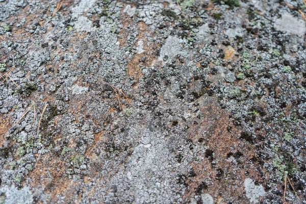 地衣類と苔の石 苔の質感 テキスト用のスペースを持つ背景写真 スウェーデン スカンジナビアの自然 — ストック写真