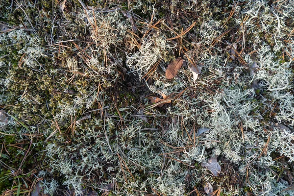 Lichens Szwedzkim Lesie Tekstury Liszaj Zdjęcie Tle Miejscem Tekst Szwecja — Zdjęcie stockowe