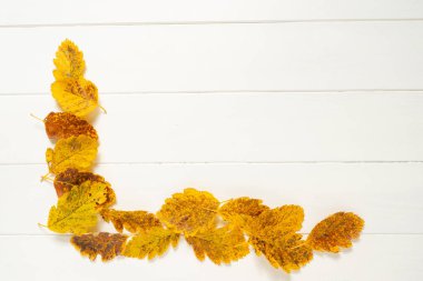 Beyaz arka planda sarı sonbahar yaprakları. Metin için alanı olan sonbahar arkaplanı. Desen.