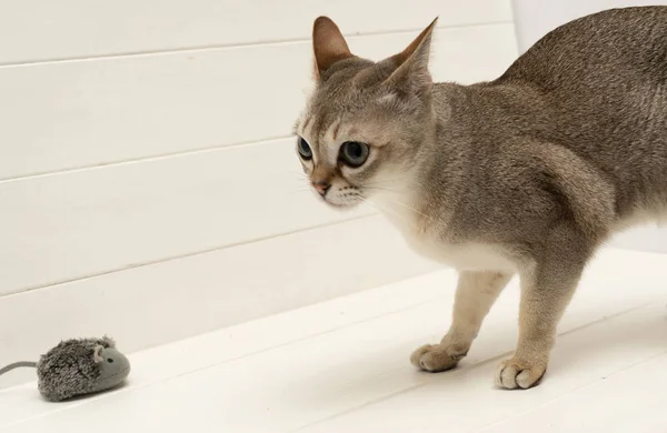 Singapura Katze Mit Maus Auf Weißem Hintergrund Die Kleinste Katzenrasse lizenzfreie Stockfotos