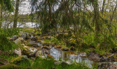 Baharda İskandinav ormanı. İsveç doğasının fotoğrafı. Farnebofjarden Ulusal Parkı.