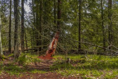 Bir ağaç gövdesi, ormanda bir kütük. İskandinav doğasının fotoğrafı. İsveç ormanı. Farnebofjarden Ulusal Parkı.