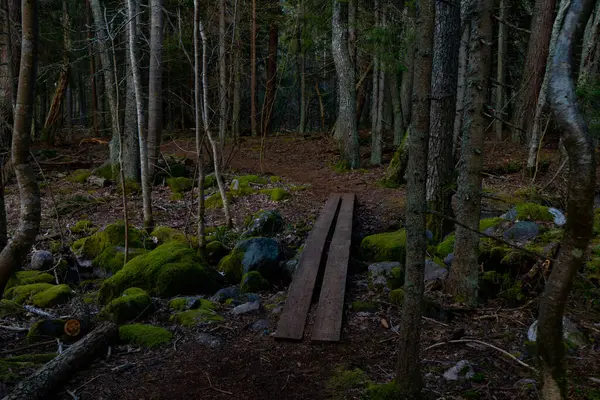Шведский Лес Темная Концепция Фото Скандинавской Природы — стоковое фото