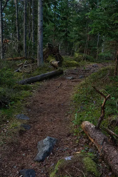 Шведський Ліс Темна Концепція Фото Скандинавської Природи — стокове фото