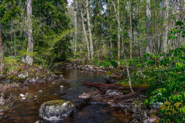 Floresta Escandinava Primavera Foto Natureza Sueca Parque Nacional Farnebofjarden — Fotografia de Stock