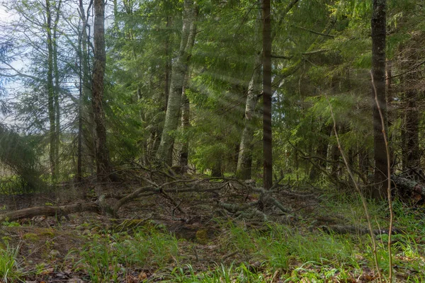 Foto Natureza Escandinava Floresta Sueca Parque Nacional Farnebofjarden Vista Com — Fotografia de Stock