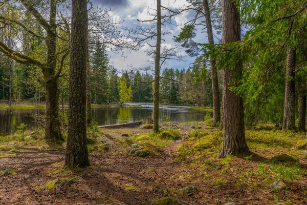 Skandinavischer Wald Frühling Foto Der Schwedischen Natur Nationalpark Farnebofjarden — Stockfoto