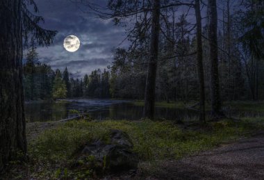 İsveç ormanı. Karanlık kavram. İsveç doğasının fotoğrafı. Farnebofjarden Ulusal Parkı.
