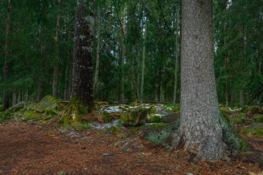 İsveç ormanı. Karanlık kavram. İsveç doğasının fotoğrafı. Farnebofjarden Ulusal Parkı.