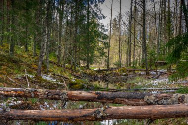 Bir ağaç gövdesi, ormanda bir kütük. İskandinav doğasının fotoğrafı. İsveç ormanı. Farnebofjarden Ulusal Parkı.